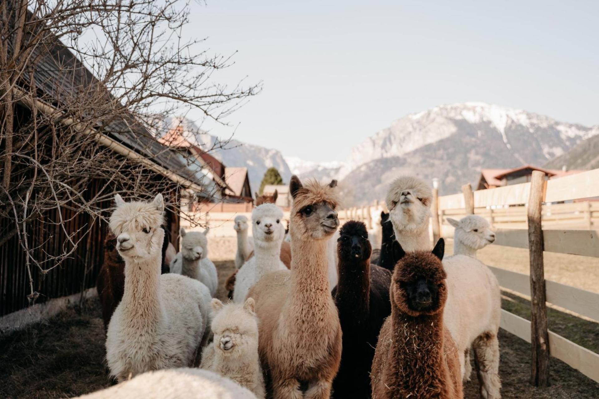 Alpakas, Lamas Und Rentiere Zum Gruenen See Grossdorf  Екстер'єр фото